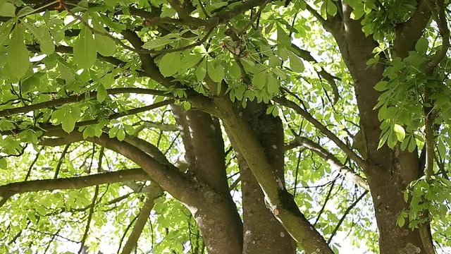 chestnut tree