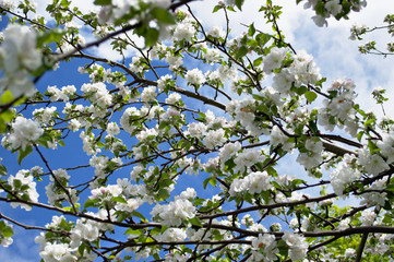 Flowering of apple blossoms looks great against the blue spring sky.