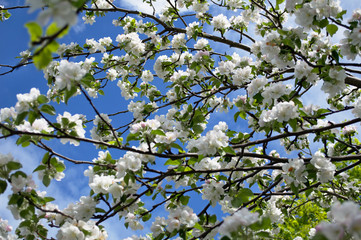Blooming of apple blossoms looks great against the blue spring sky.