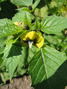 Blooming physalis ixocarpa (husk tomato) in a garden