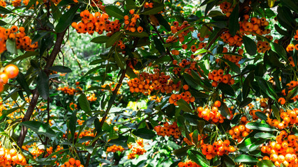 Fototapeta premium A nice sea buckthorn bush in Budapest.