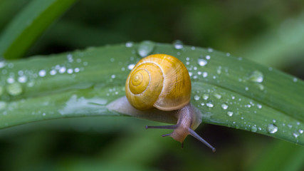 A snail on a leaf with drops of water on a rainy day. 