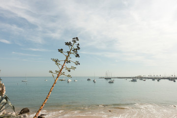 Fototapeta premium Flower head of agave americana plant growing along coastline Cascais Portugal 