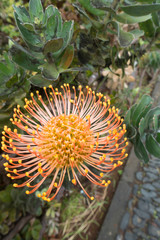 close up of Protea flowerhead orange flower in bloom