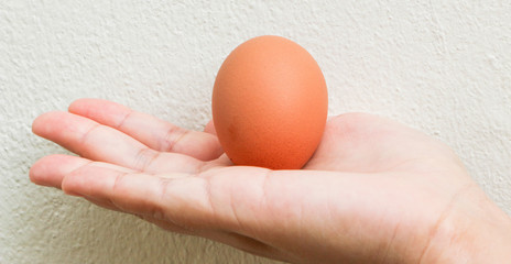 One egg laying in the hand