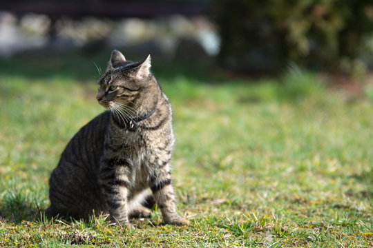 Striped grey tabby cat sitting on the grass, alert, listening, watchful - copy space