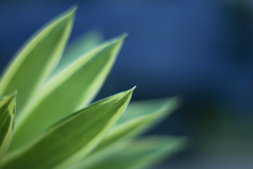 Closeup nature view of green leaf   under sunlight. Natural green plants landscape using as a background or wallpaper