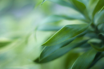 Closeup nature view of green leaf   under sunlight. Natural green plants landscape using as a background or wallpaper