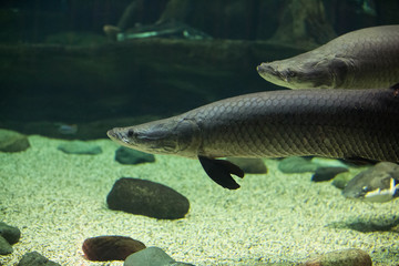 Fish under water. Arapaima fish - Pirarucu Arapaima gigas one largest freshwater fish 