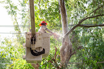 Technician staff cut trees from the electrical cable area to reduce power outages.