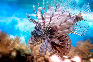 Lionfish swimming between the corals in the aquarium