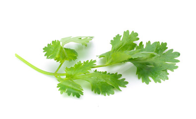 fresh coriander leaves over white background