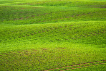 Spring Rolling Green Hills With Fields Of Wheat