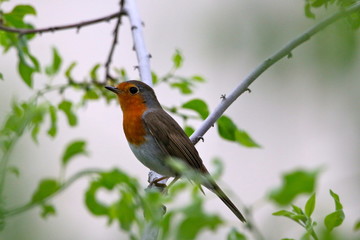 Robin perched on a branch symbolises new beginnings...