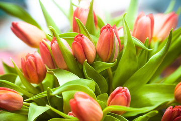 Fototapeta premium A lot of red tulips, closeup. Background with a bouquet of red tulips in soft colors