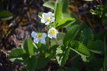 Forest strawberry