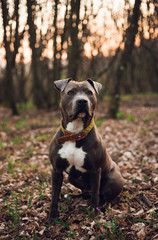 Vertical portrait of Blue American Staffordshire terrier (amstaff) sitting on the ground in nature. American Stafford dog with perfect muscular body and  beautiful face resting in forest on sunset.