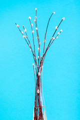 flowering pussy-willow twigs in glass vase on blue