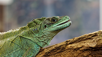 reptile