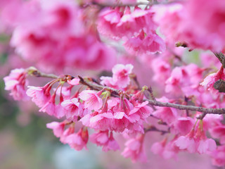 Vintage sakura or cherry blossom