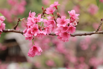 Fototapeta premium Vintage sakura or cherry blossom