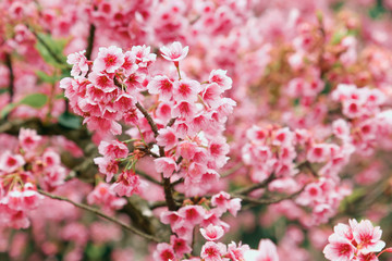 Vintage sakura or cherry blossom