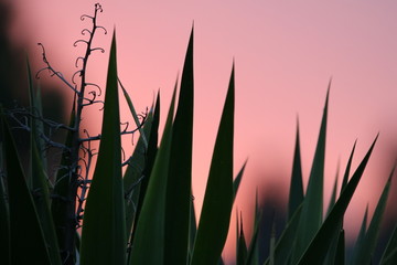 Grass in the sunset , colourful 