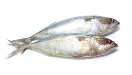 Fresh mackerel isolated on white background
