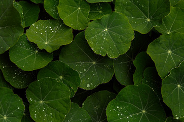 Green leaves with raindrops, natural background and wallpaper