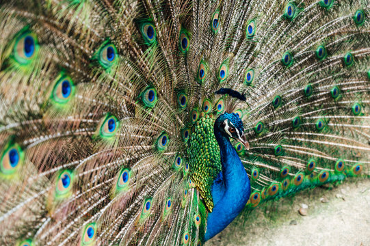 Malaysia, Portrait of peacock fanning out tail
