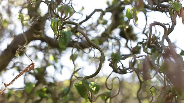 Haselstauden Bilder Durchsuchen 57 Archivfotos, und