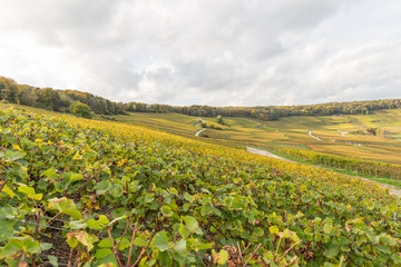 Fototapeta na wymiar Vignoble en automne juste avant la récolte du raisin