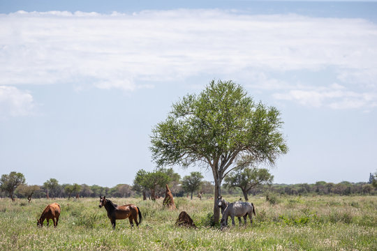 Troupeau de chevaux en liberté en train de brouter dans une prairie africaine au milieu des termitières