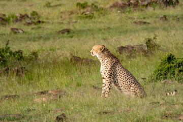 Portrait of a cheetah sitting up in the Kenyan savannah