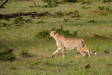 cheetah in the savannah of the Masai Mara