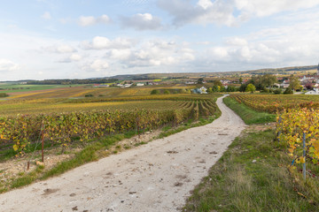 Vignoble en automne juste avant la récolte du raisin