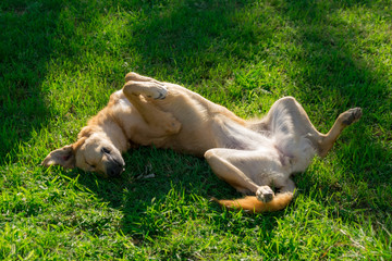 Naklejka na ściany i meble Dog wallow and roll on grass. Dog has relaxation time lying down on green grass in sun