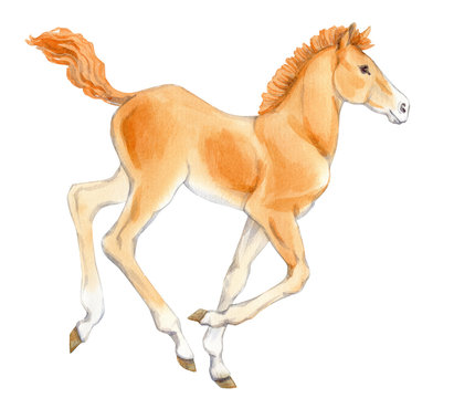 Watercolor painting of running foal isolated on white background. Original stock illustration of baby horse.