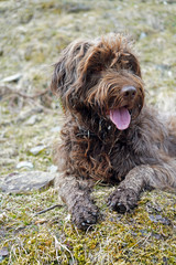 hunting dog, pudelpointer, in spring on the mountains