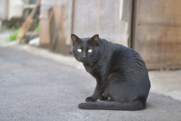 道路で腰を丸めて佇む黒いノラ猫