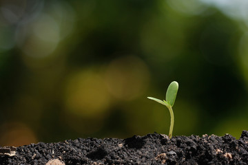 agriculture plant seeding growing step concept in garden