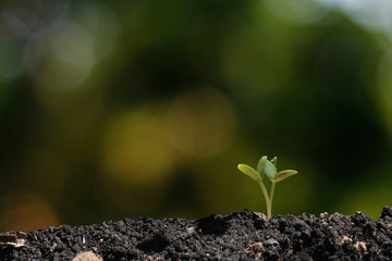 agriculture plant seeding growing step concept in garden
