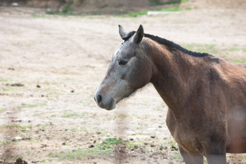 brown horse in a Spanish livestock
