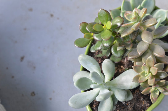 Potted Succulent Arrangement on Blue Grey Background