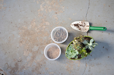 Potted Succulents with Trowel and Containers of Gravel and Sand