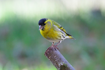 Erlenzeisig Männchen ,Carduelis spinus	
