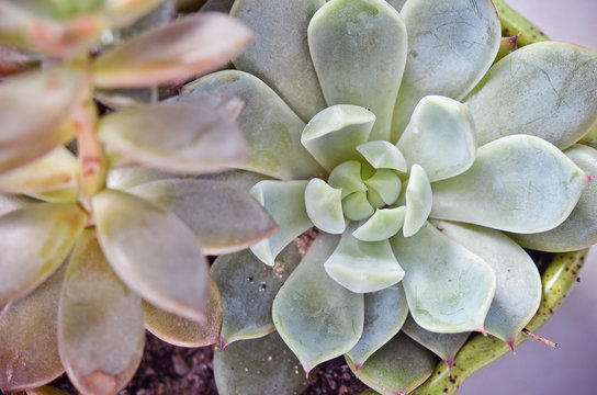 Light Green Echeveria Succulent in a Pot