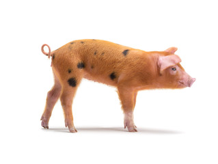 piglet isolated on white background. © fotomaster