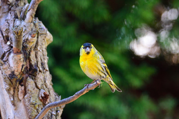 Erlenzeisig Männchen ,Carduelis spinus	