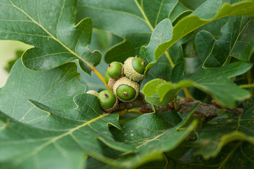 young oak leaves green acorns